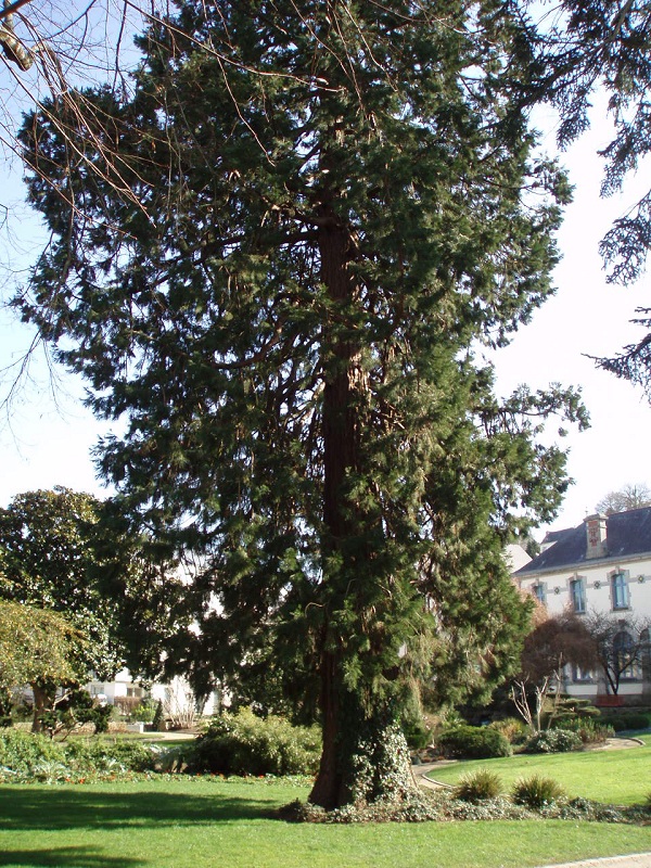 Séquoia géant à Quimper