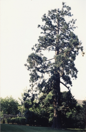 Séquoia géant à Rennes