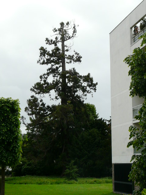 Séquoia géant rue Louise Weiss à Rennes