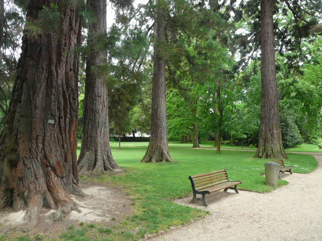Séquoias géants parc Oberthur