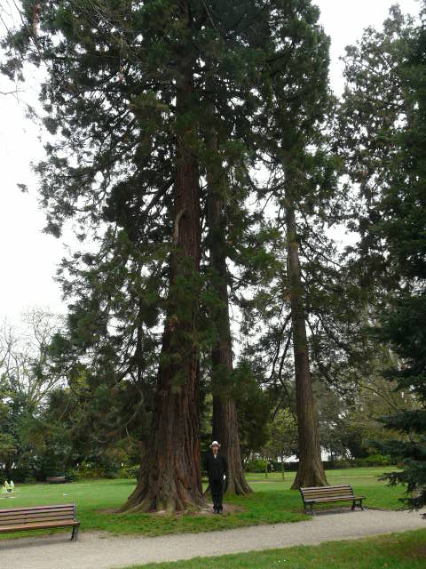 Séquoias géants à Rennes parc Oberthur