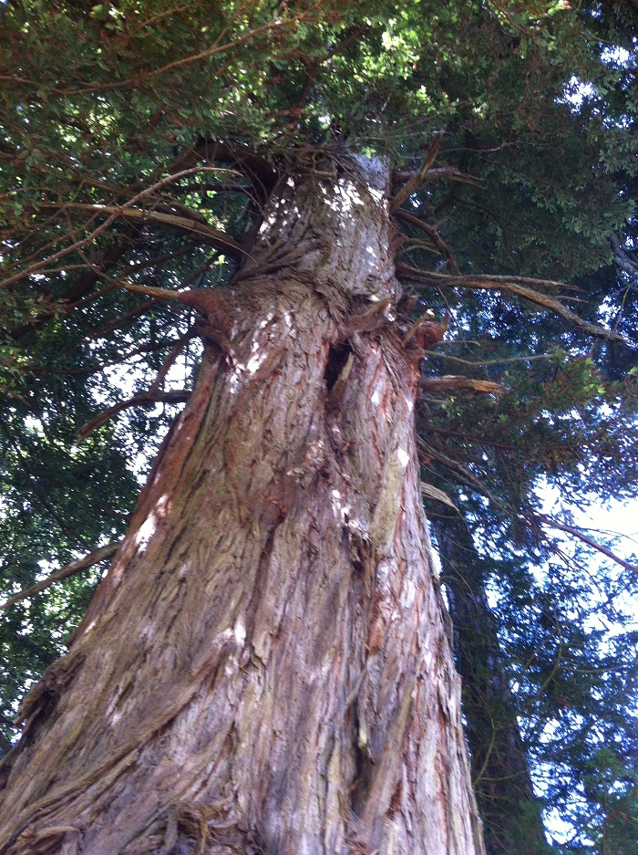 Séquoia géant à Sarzeau