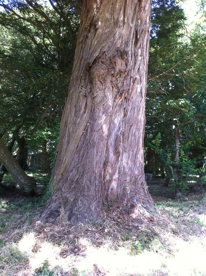 Séquoia géant à Sarzeau