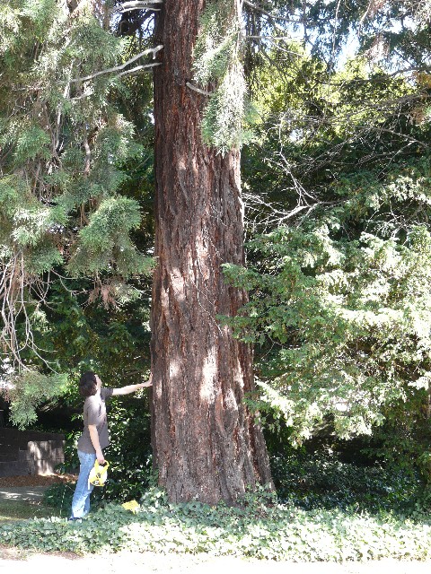 Tronc du séquoia géant de St Brieuc