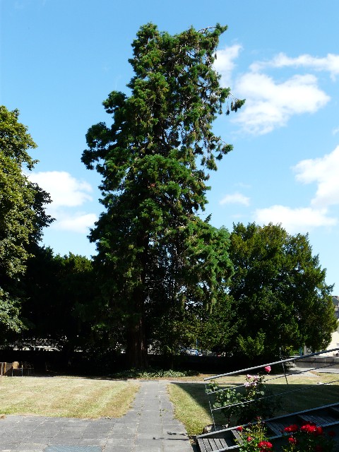 Séquoia géant à St Brieuc