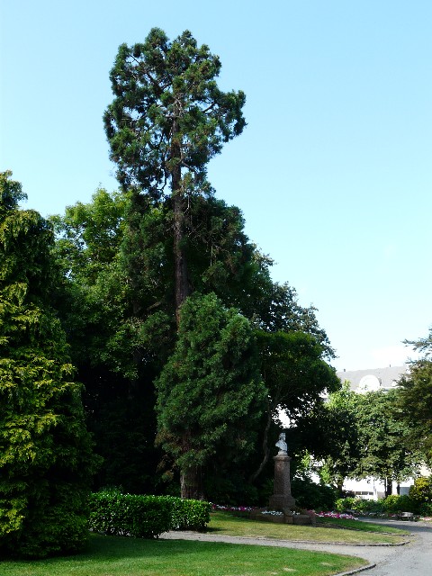 Séquoia géant à Saint Brieuc parc des promenades