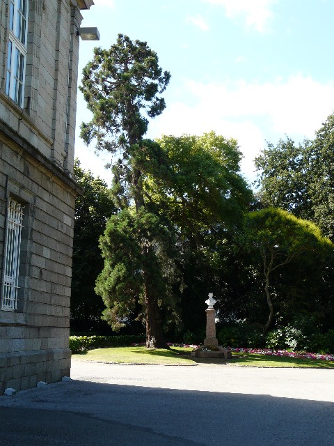 Séquoia géant à Saint Brieuc