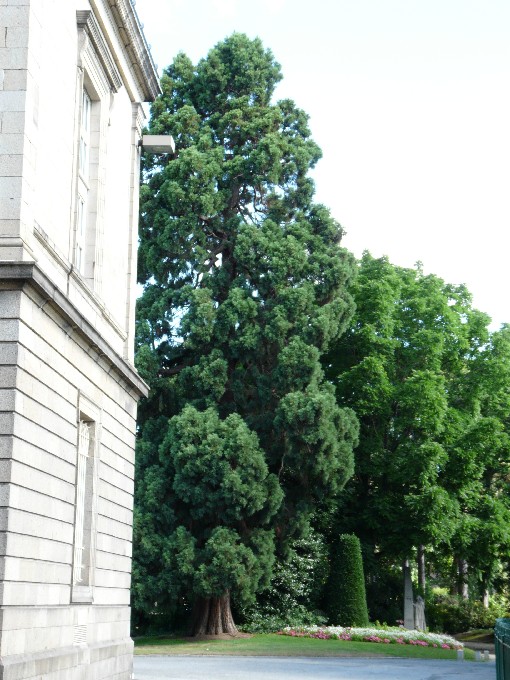 Séquoia géant à Saint Brieuc
