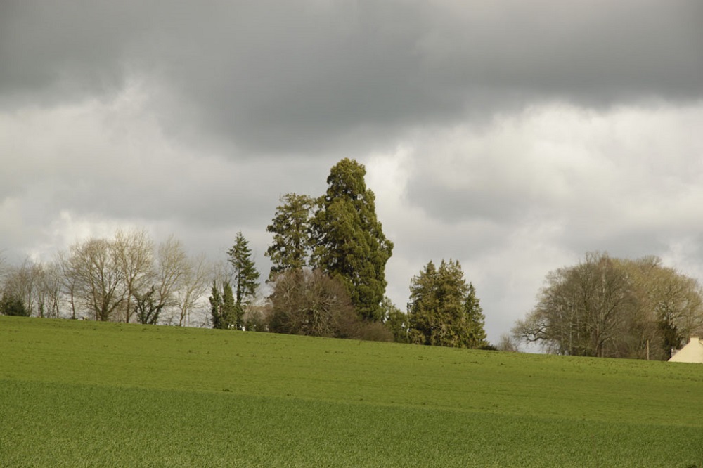 Séquoia géant à Taupont