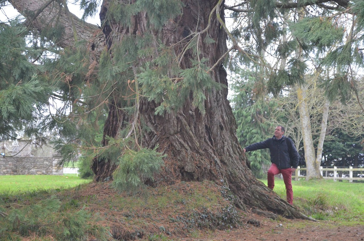 Séquoia géant à Trégon