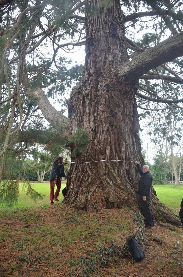 Séquoia géant à Trégon