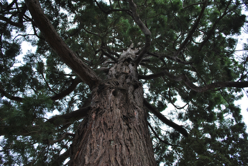 Tronc de séquoia géant à Vannes © Marc Meyer