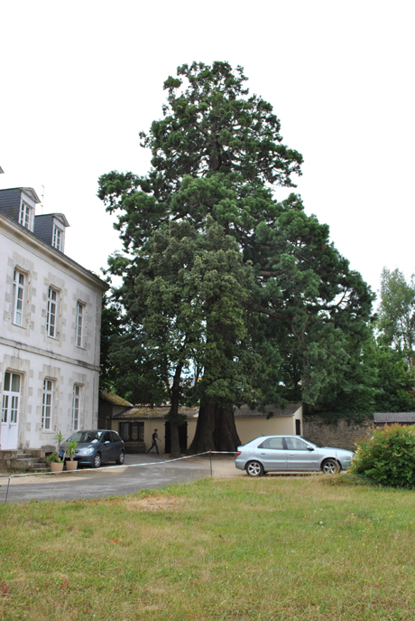 Séquoia géant à Vannes © Marc Meyer