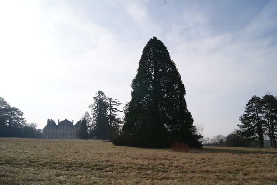 Séquoia géant à Saint Bouize