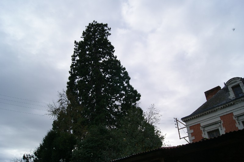 Séquoia géant à Amboise rue Rabelais
