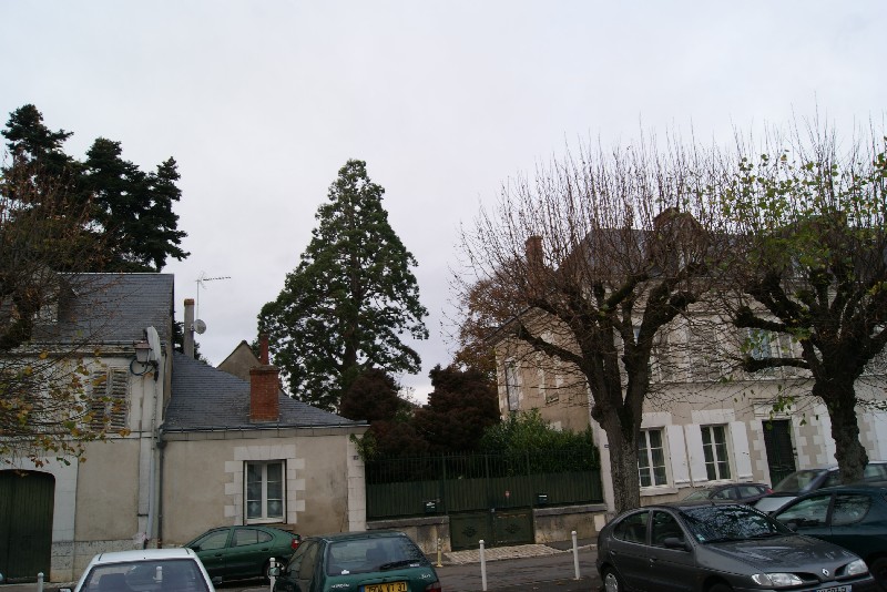 Séquoia géant à Amboise place Richelieu