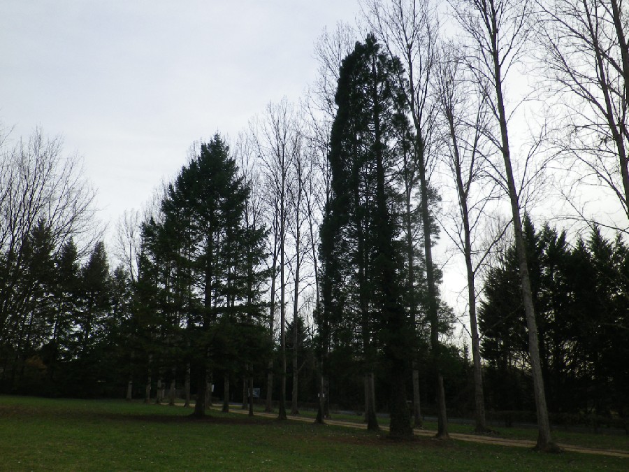 Séquoia géant à Azay le Rideau