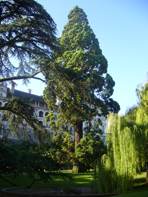 Séquoia géant près du château de Blois © Ernst Gras