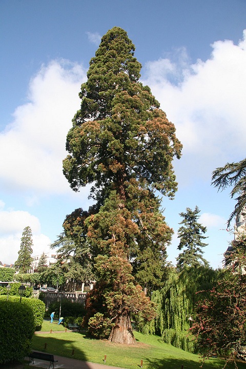 Séquoia géant à Blois 