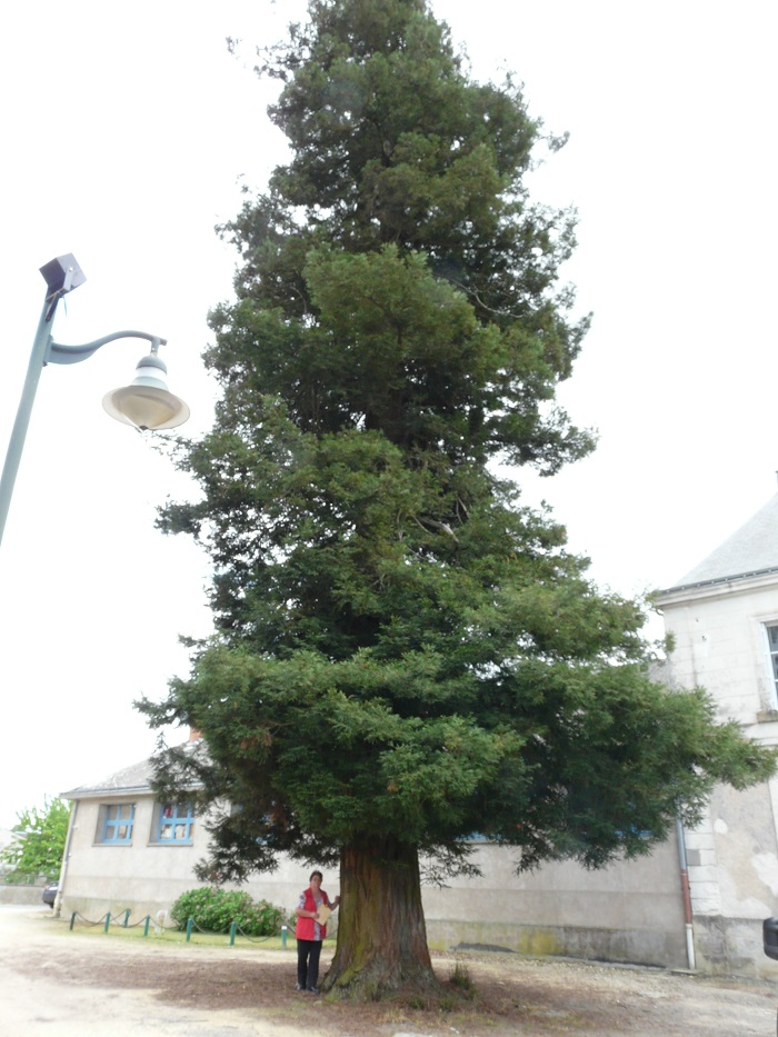 Séquoia sempervirens à Bossée