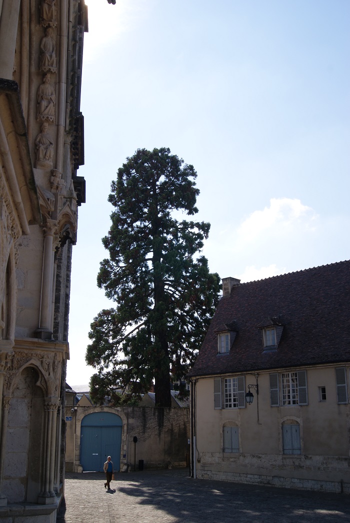 Séquoia géant à Bourges