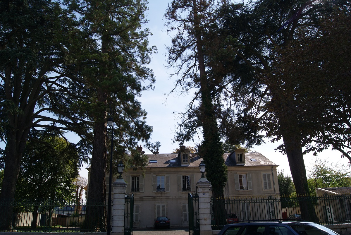Séquoias géants à Bourges