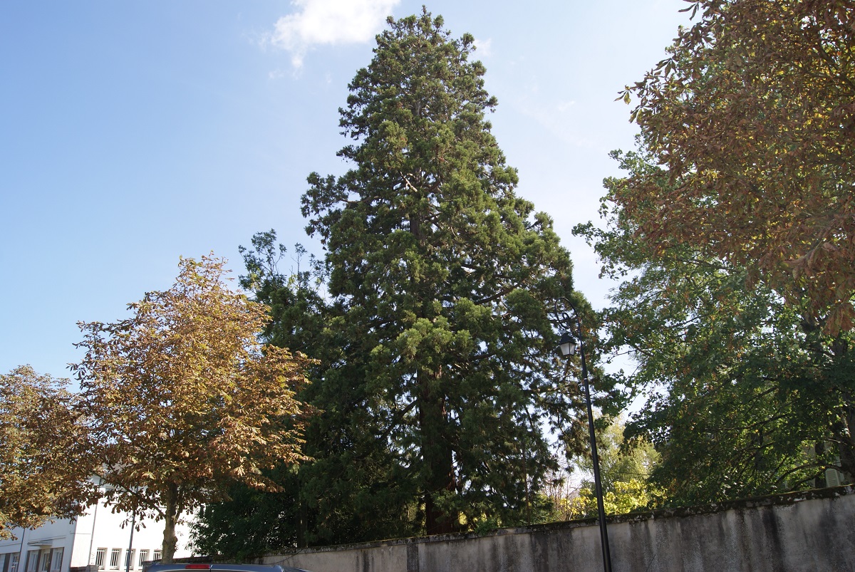 Séquoia géant à Bourges