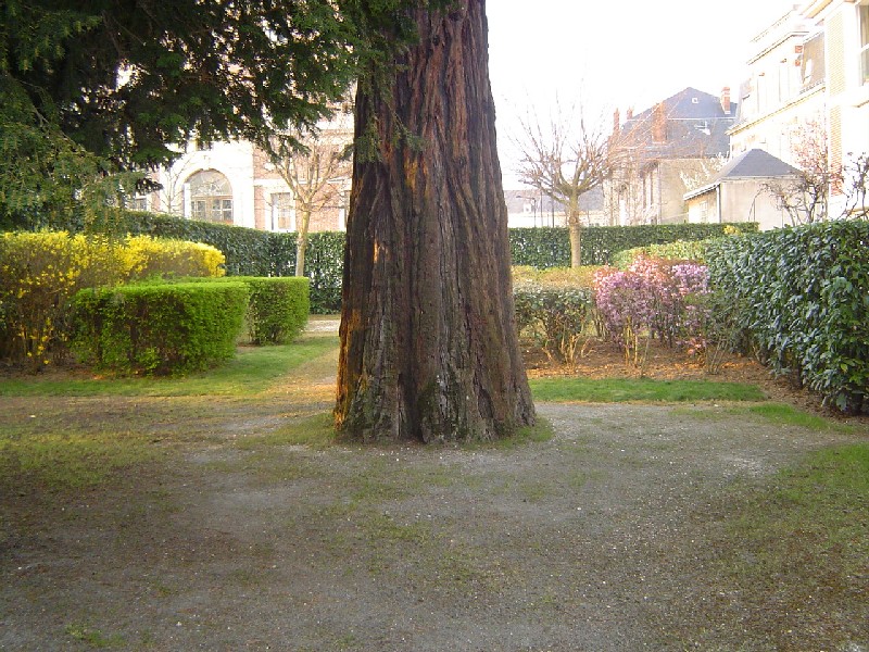 Séquoia géant à Chartres rue de Chateaudun