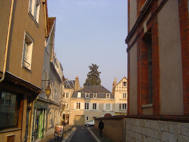 Séquoia géant à Chartres rue St Michel