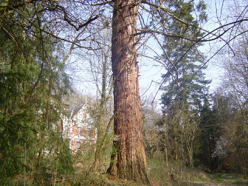 Séquoia géant à Chatillon sur Loire