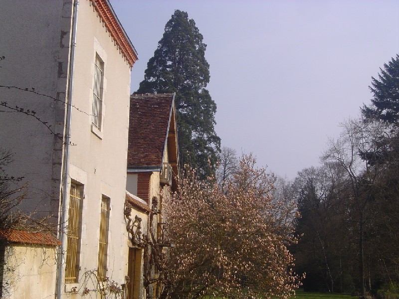 Séquoia géant à Chatillon sur Loire rue Champault