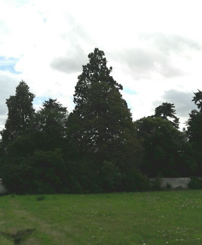 Séquoia géant à Chenonceau