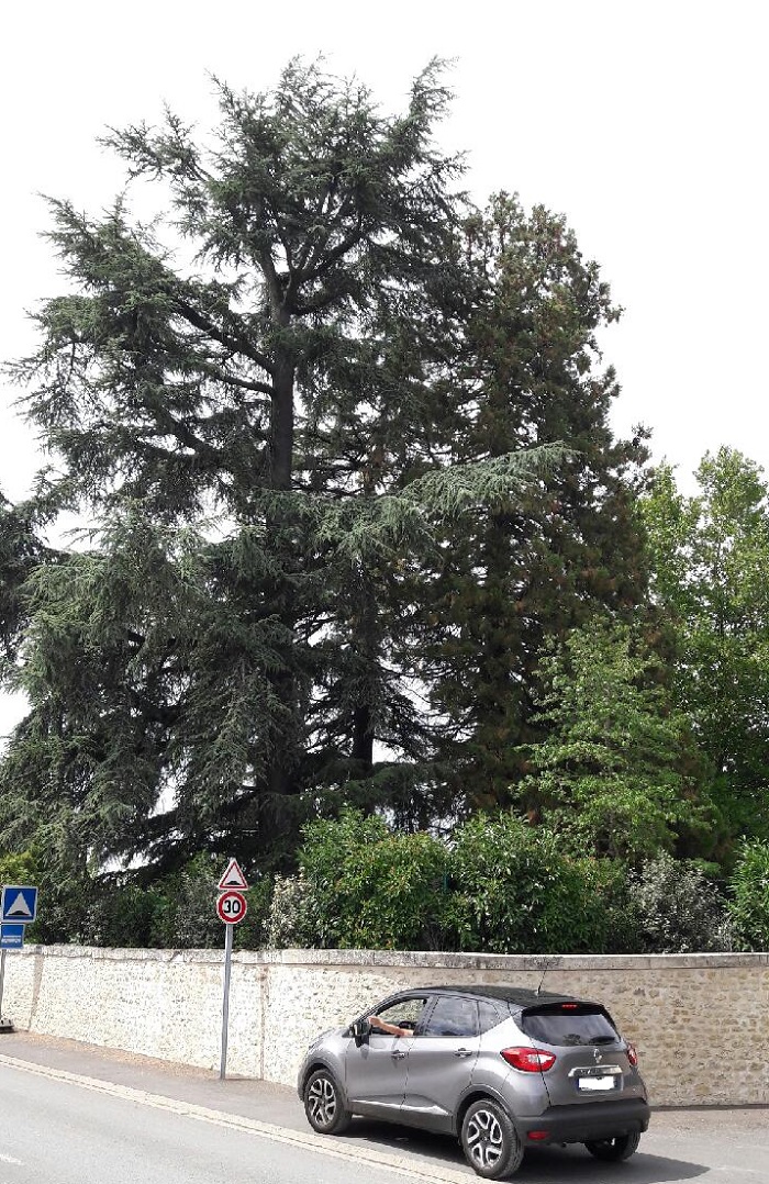 Séquoia géant à Chenonceau