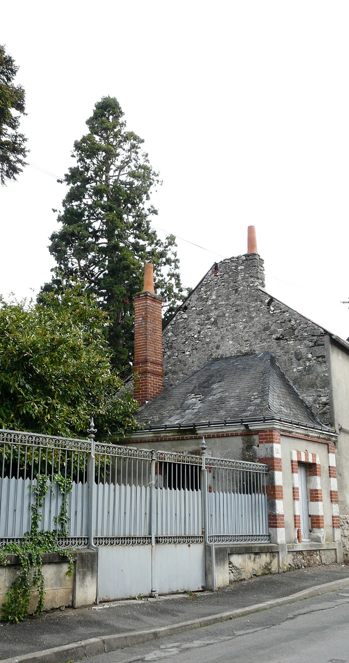 Séquoia géant à Cormery