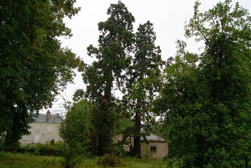 Séquoias géants à Cour Cheverny