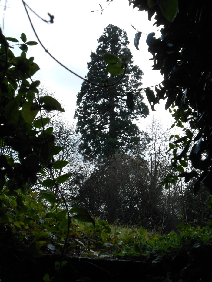 Séquoia géant à Couture sur Loir