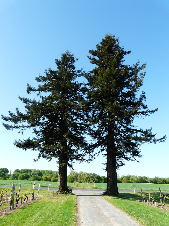 Séquoias sempervirens à Cravant les Côteaux