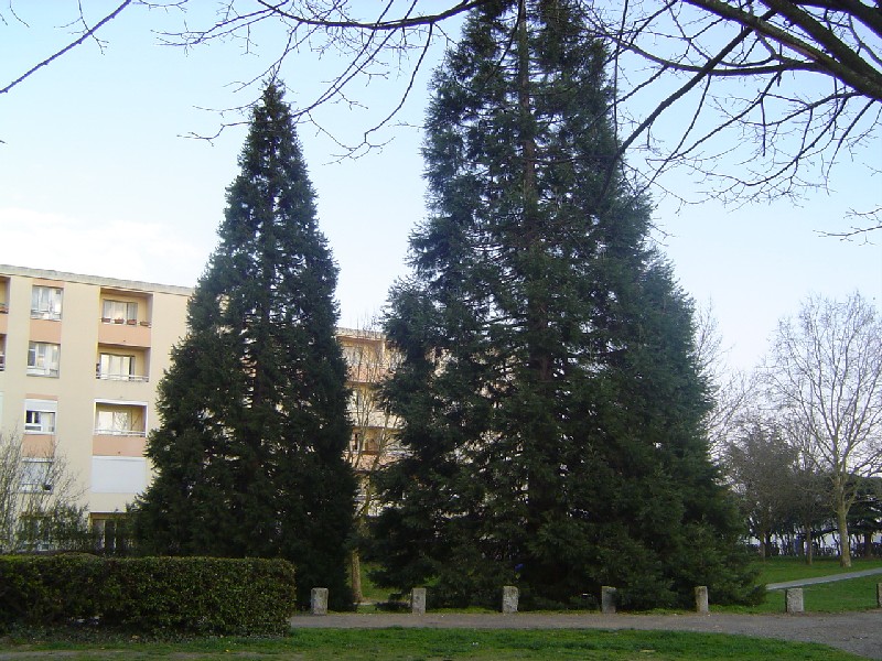 Duo de séquoias géants à Dreux