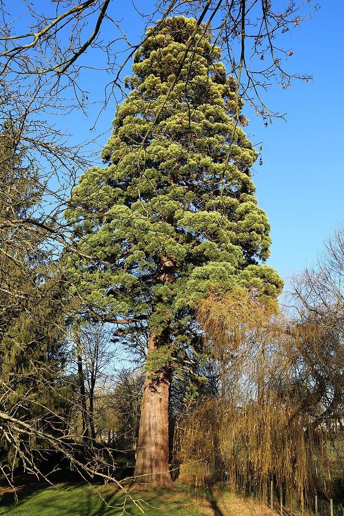 Séquoia géant à Escrennes