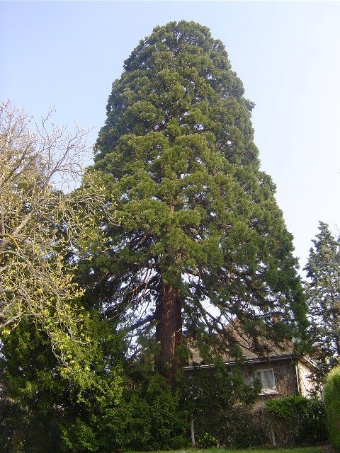 Séquoia géant au jardin public de Gien