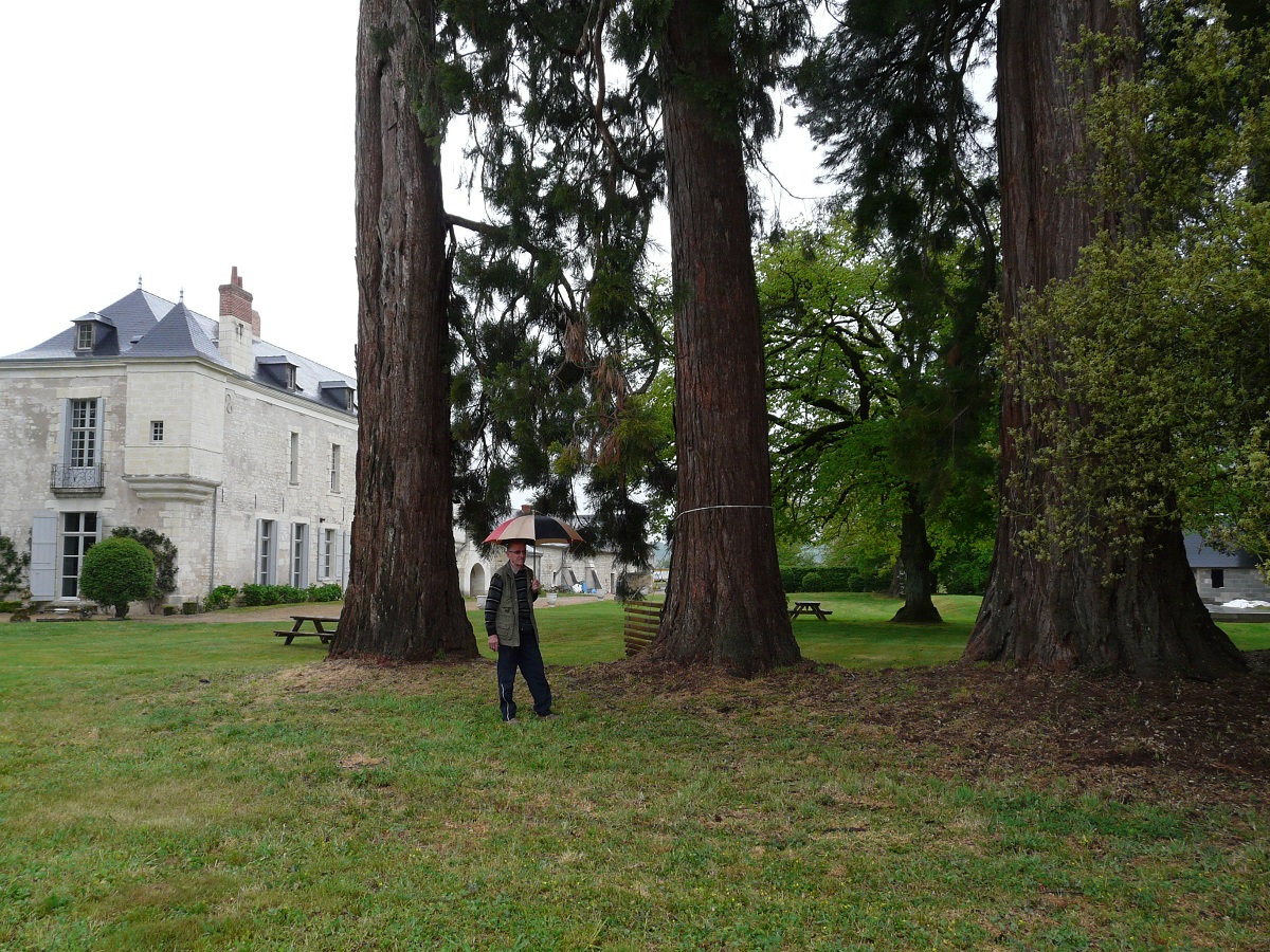 Séquoias géants à Ingrandes de Touraine