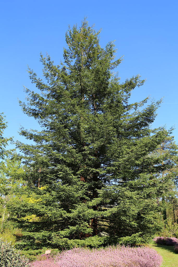 Séquoia sempervirens