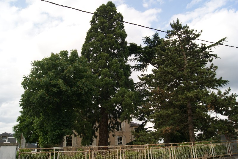 Séquoia géant à Jargeau