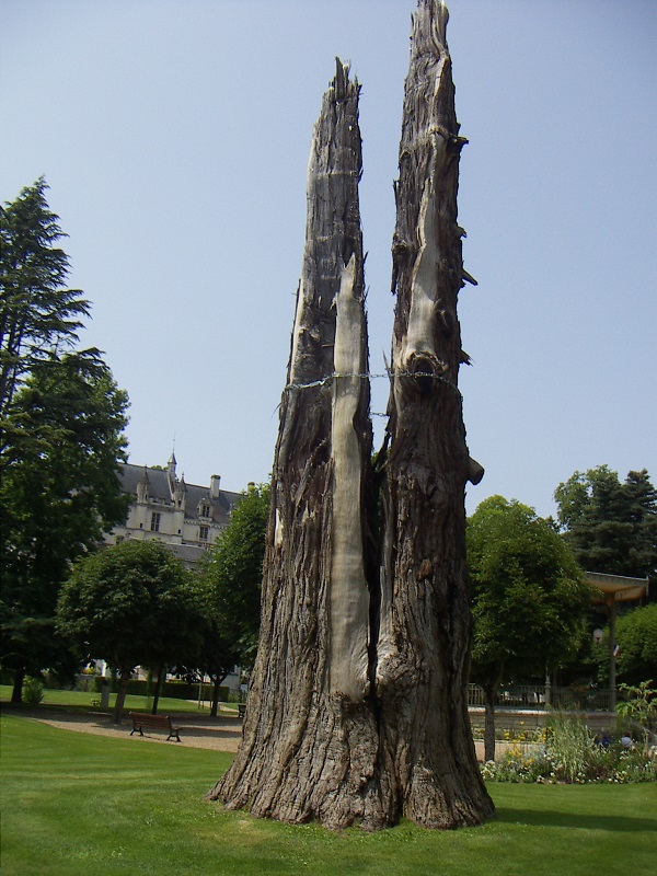 Séquoia géant à Loches