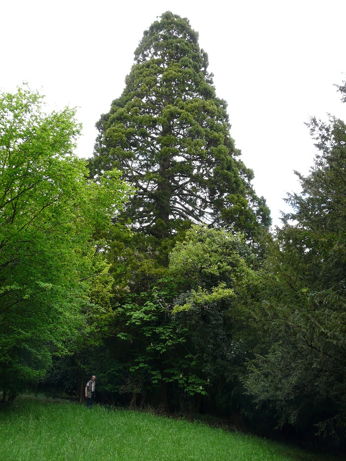 Séquoia géant à Loches