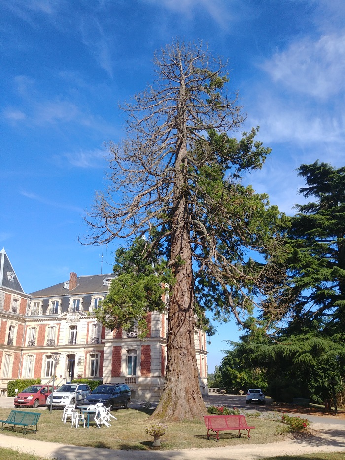 Séquoia géant 