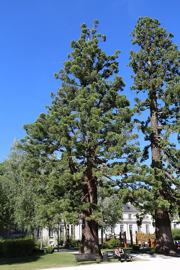 Séquoia géant à Montargis