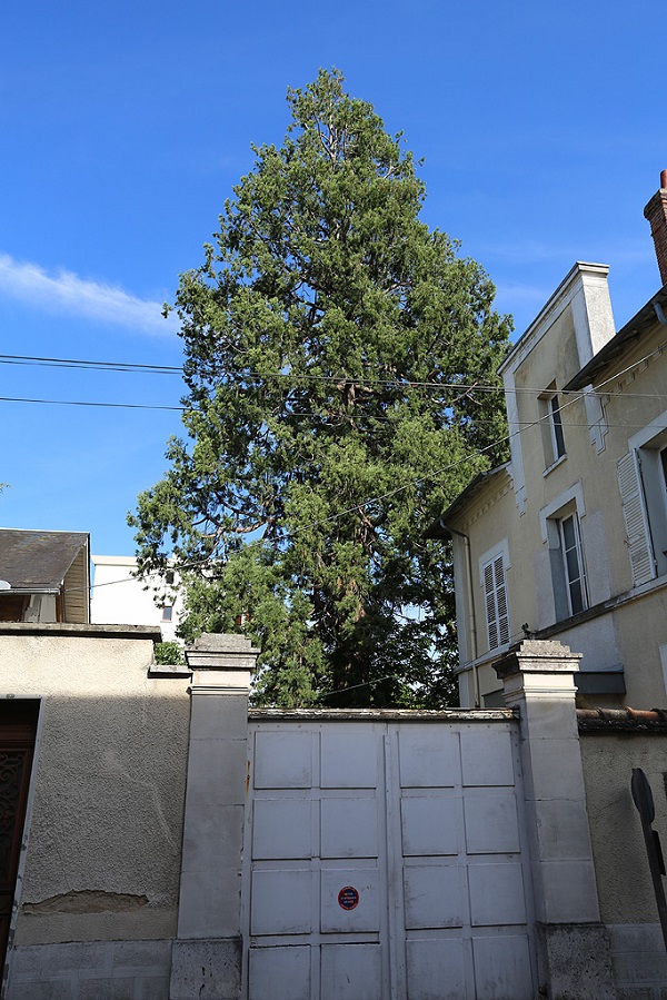 Séquoia géant à Montargis