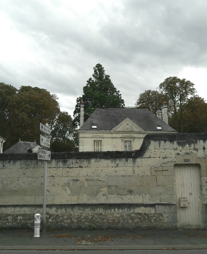 Séquoia géant à Montrichard