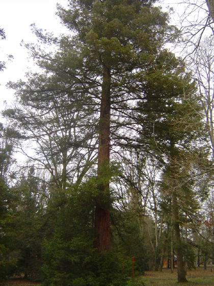 Arboretum national des Barres © Eric Touya